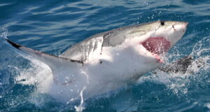 WWII’s Codebreaker Theory breaks the code of the Pattern of Shark Scales