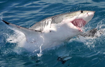 WWII’s Codebreaker Theory breaks the code of the Pattern of Shark Scales