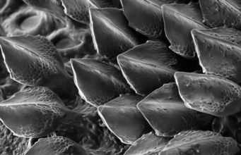 WWII’s Codebreaker Theory breaks the code of the Pattern of Shark Scales