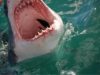 A great white shark can go through 20 000 razor sharp teeth in one life