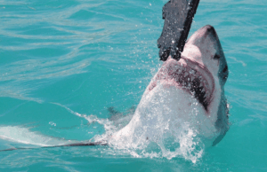 Iconic breaching is not the only way white sharks hunt for their prey Great White Shark grabbing a decoy