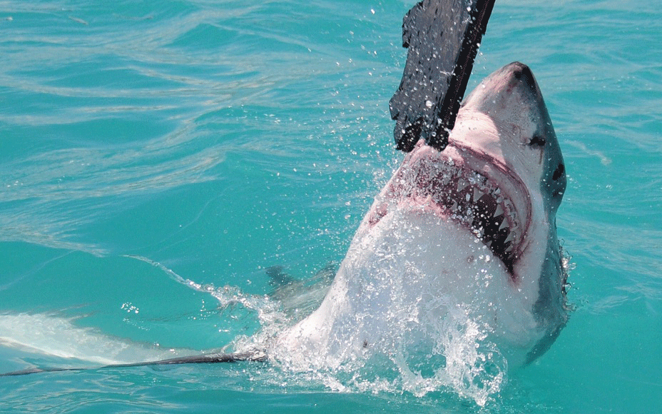 Great-White-Shark-grabs-decoy Great White Shark grabbing a decoy
