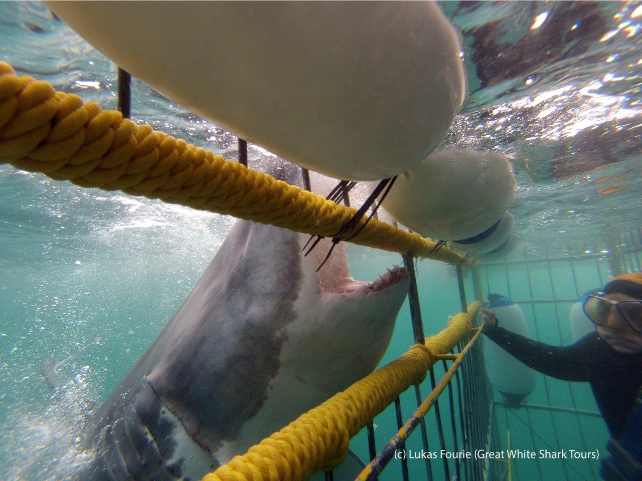 The Shadow in the Deep: Why the Great White Sharks Remain an Enigma 2 Great White shark grabbing the shark cage