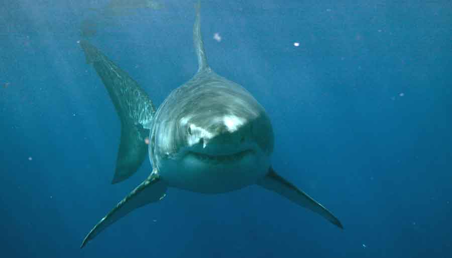 The Shadow in the Deep: Why the Great White Sharks Remain an Enigma 1 Great White Shark swimming in clear water