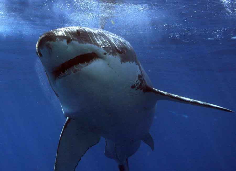 The Shadow in the Deep: Why the Great White Sharks Remain an Enigma 4 Great White Sharks are not ready to reveal it secrets yet