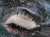 Flakes of white shark DNA in water reveal they are swimming nearby
