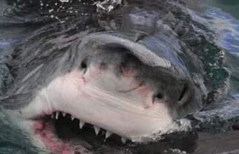 Flakes of white shark DNA in water reveal they are swimming nearby the outer covering of shark teeth is made up of fluoride, the active component of most toothpaste, so sharks should never get cavities or tooth decay.