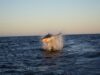The Shadow in the Deep: Why the Great White Sharks Remain an Enigma Great White Shark breaching