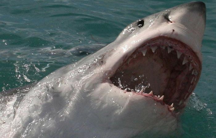 sharks have razor sharp teeth