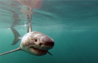 Great White Sharks Are Natural-Born Superheroes- and here is why
