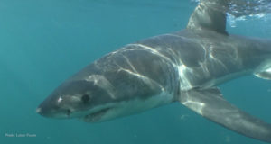 Can Sharks Flee From a Hurricane? great white shark