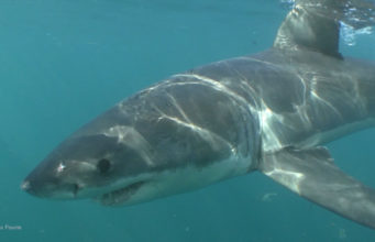 Can Sharks Flee From a Hurricane? great white shark