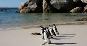 Protecting our critically endangered iconic African Penguins