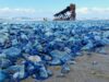 Billions of Blue Jellyfish Wash Up on American Beaches during 2015