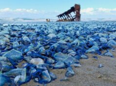 Billions of Blue Jellyfish Wash Up on American Beaches during 2015
