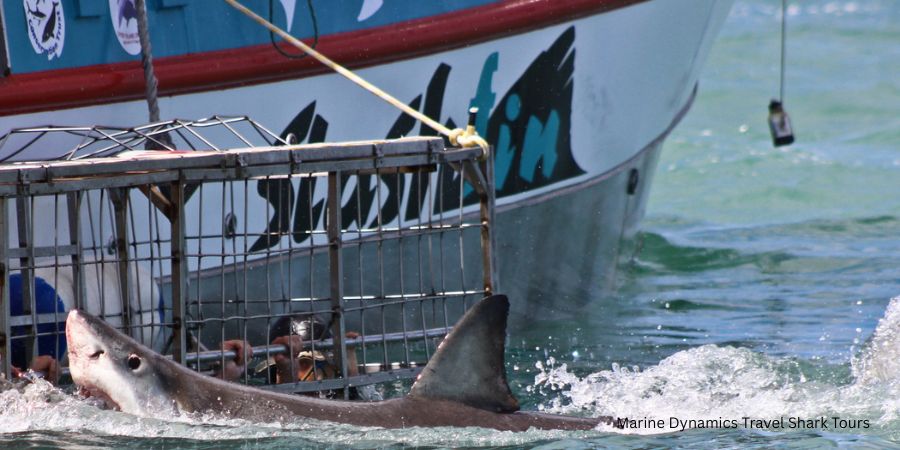 Adventure Tourism-How Hospitality Can Win Travellers with Scuffed Boots and Green Hearts 2 A young female traveler sitting in a camping chair under a green tent awning at sunset, looking out over a calm lake and mountains with binoculars and a camera nearby.