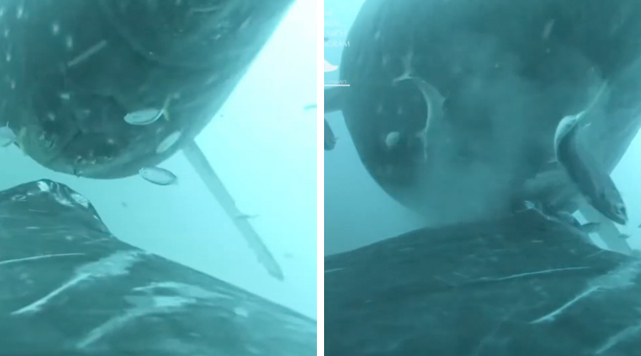 Underwater footage showing a humpback whale calf nudging its mother’s underbelly near the mammary slit to begin nursing.