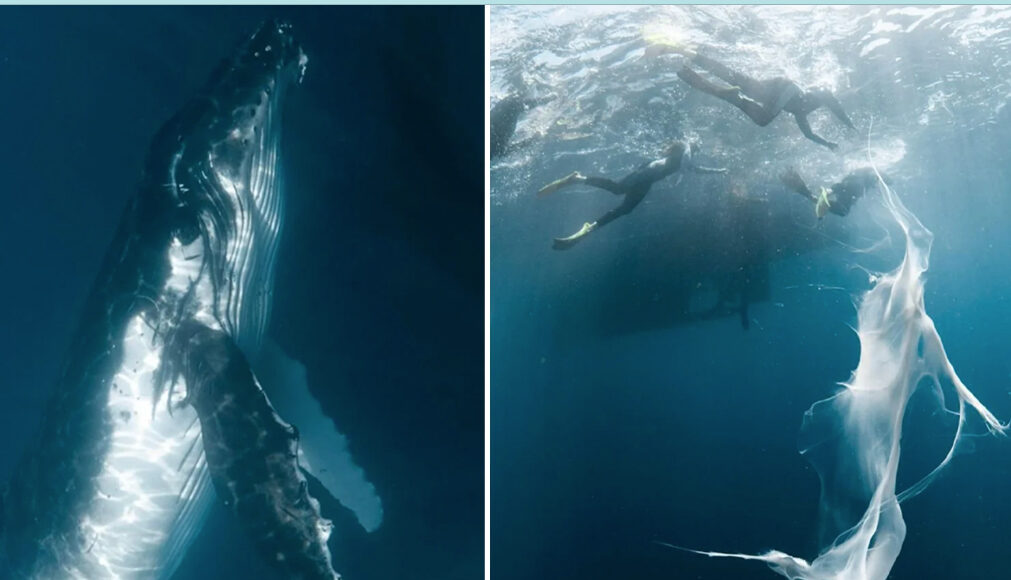 A rare underwater photograph showing a long, flowing ribbon of thick, white whale milk drifting through clear blue ocean water near the surface.
