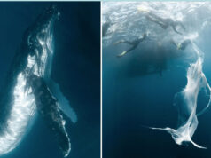 How Whales Nurse Their Young- facts and fiction about whale milk A rare underwater photograph showing a long, flowing ribbon of thick, white whale milk drifting through clear blue ocean water near the surface.