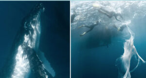 How Whales Nurse Their Young- facts and fiction about whale milk A rare underwater photograph showing a long, flowing ribbon of thick, white whale milk drifting through clear blue ocean water near the surface.