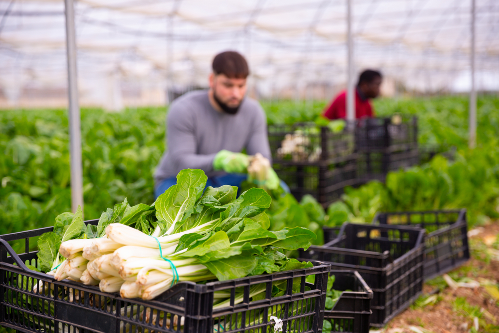 Adventure Tourism-How Hospitality Can Win Travellers with Scuffed Boots and Green Hearts 7 A close-up of fresh green leafy vegetables in a black crate in a greenhouse, with farm workers in the background harvesting produce for a sustainable supply chain.