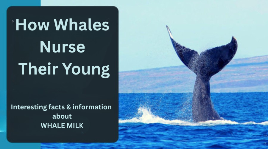 A banner titled "How Whales Nurse Their Young" featuring a blue whale's tail splashing in the ocean.