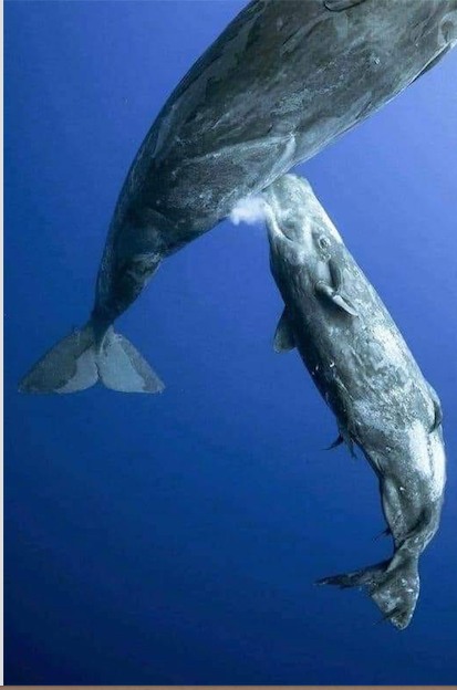 Sperm Whale Calf suckling underwater