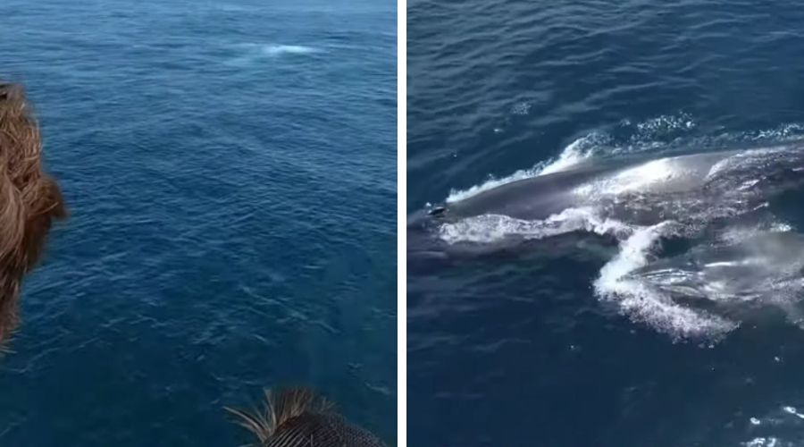 A mother Bryde's whale and her calf swimming near the surface, with a cloud of white, fatty whale milk visible in the blue water.