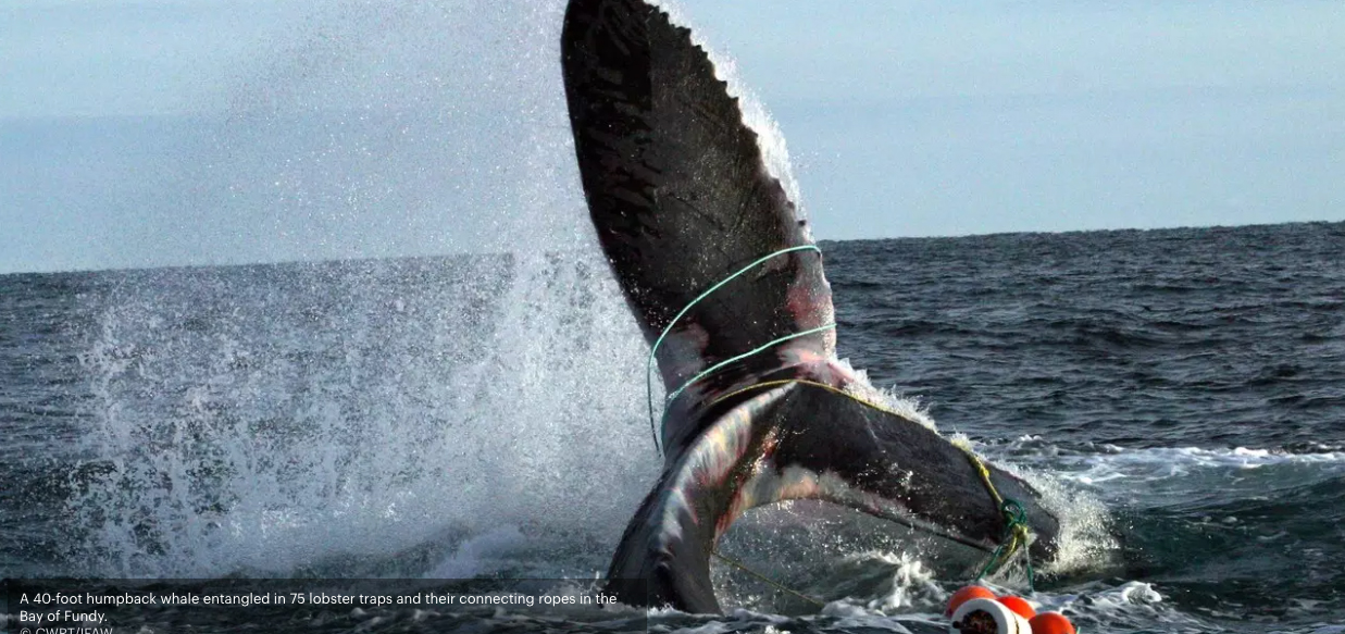 The uncomfortable truth behind the sharp rise in whale injuries 1 Entangled humpback whale struggling at the ocean surface, with ropes and fishing gear wrapped around its body and fins.