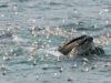 The uncomfortable truth behind the sharp rise in whale injuries Humpback whale lunging through the water while feeding, surrounded by seabirds diving and circling above the surface.