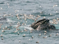 The uncomfortable truth behind the sharp rise in whale injuries Humpback whale lunging through the water while feeding, surrounded by seabirds diving and circling above the surface.
