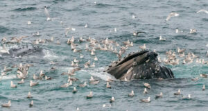 The uncomfortable truth behind the sharp rise in whale injuries Humpback whale lunging through the water while feeding, surrounded by seabirds diving and circling above the surface.