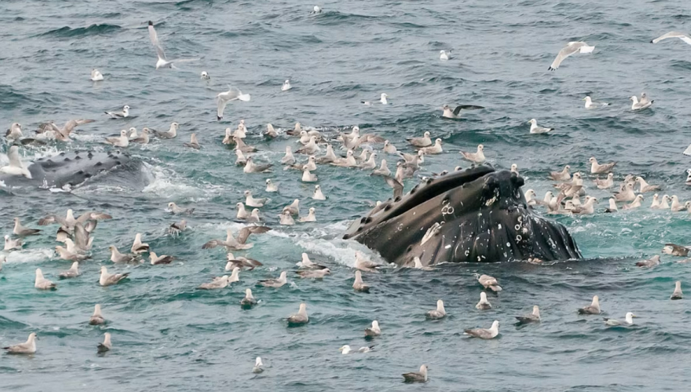 Humpback-Whale-feeding--Oceanwide Humpback whale lunging through the water while feeding, surrounded by seabirds diving and circling above the surface.