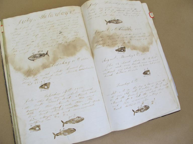Whaling logbooks are filled with stories of adventure 10 Some logbooks and journals had both drawings and stamps in them. ost log keepers did not use the stamps consistently, and would either not stamp every time they caught a whale, or would sometimes stamp when they had only seen a whale